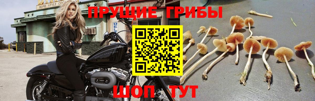 Галлюциногенные грибы Psilocybe Лобня